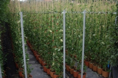 Lonicera caprifolium 